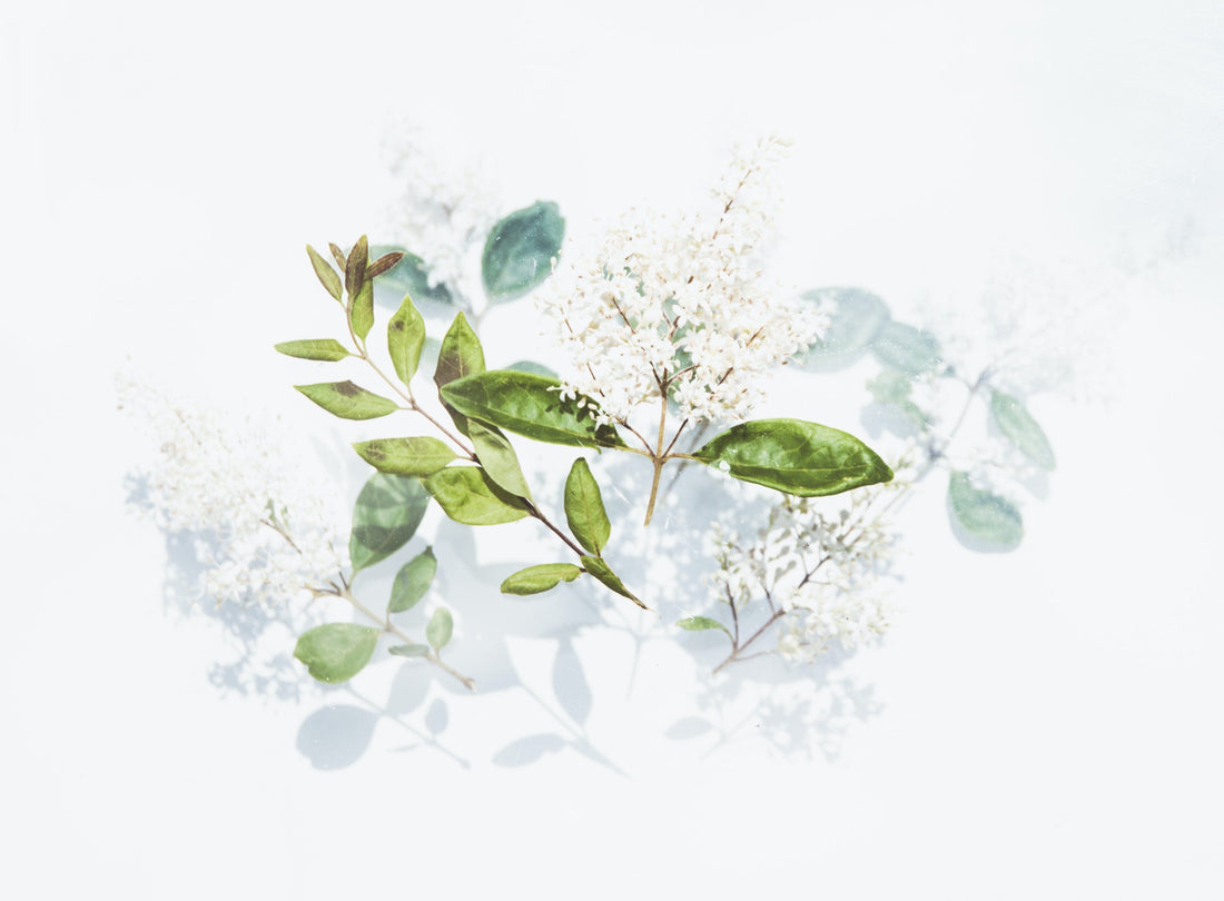 Ganzheitliche Ernährung: Die Basis deiner Gesundheit